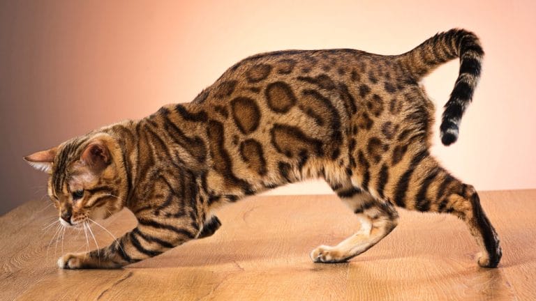 What Does a Bengal Cat Look Like? (Hint: Wild, but Fancy)