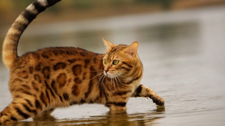 How Big Does a Bengal Cat Get?