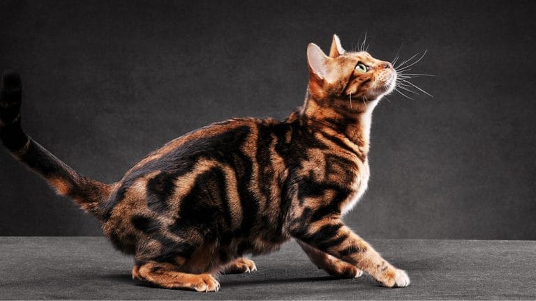 What Is a Bengal Cat Mixed With?