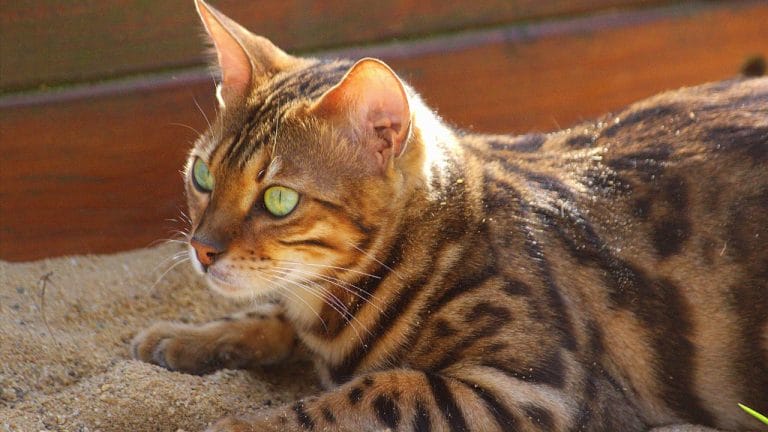 Where to Buy a Bengal Cat (Without Getting Scammed)
