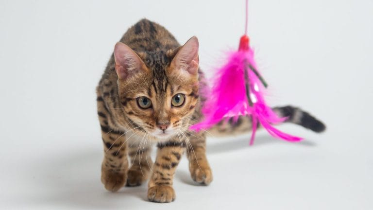 How to Train a Bengal Cat (Without Losing Your Mind)