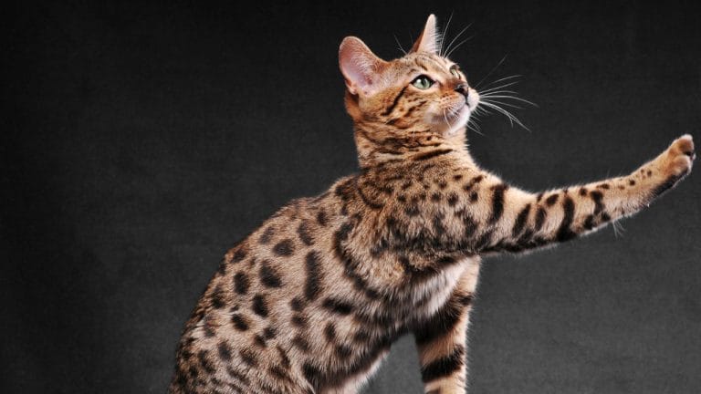 How Much Is a Bengal Cat?