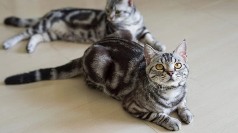 How Long Do American Shorthair Cats Live?