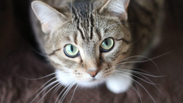 Are Tabby Cats American Shorthair?