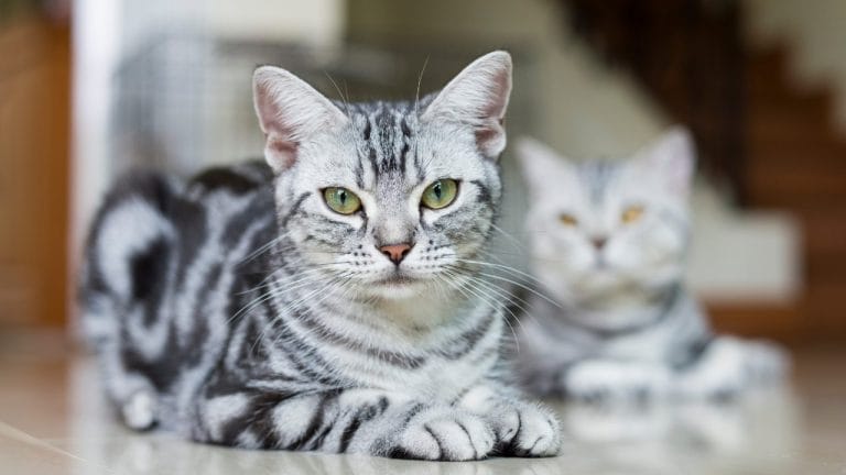Are American Shorthair Cats Friendly?