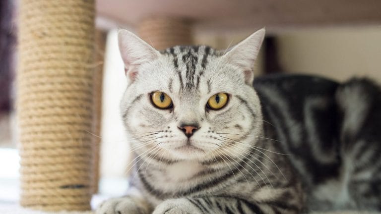Do American Shorthair Cats Shed?
