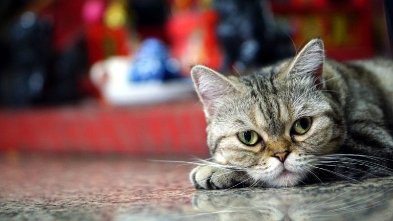 How Big Do American Shorthair Cats Get?
