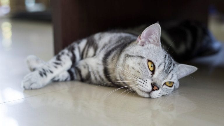 How Much Should an American Shorthair Cat Weigh?