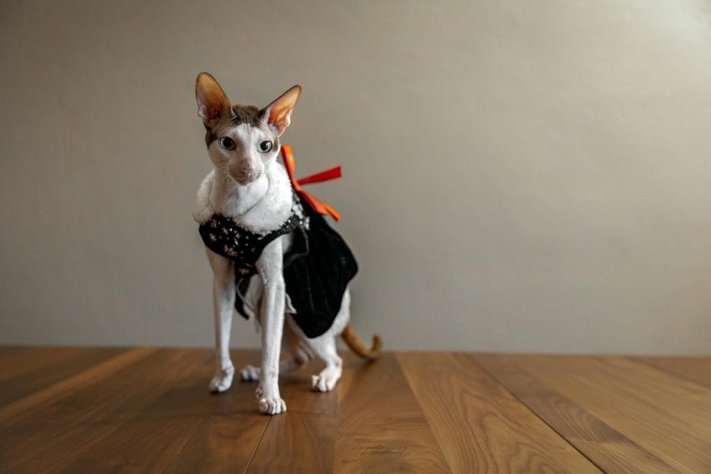 Cornish Rex