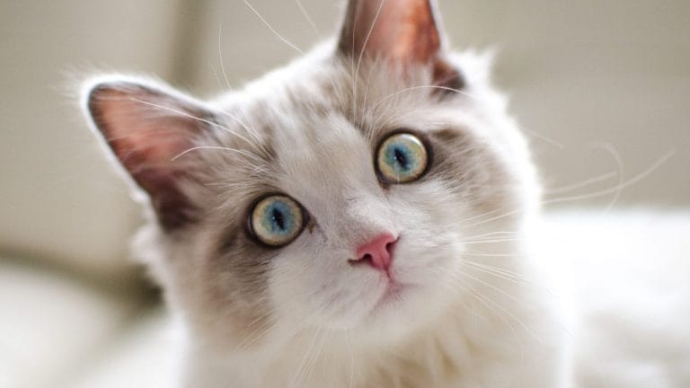 How Long Do Ragdoll Cats Live?