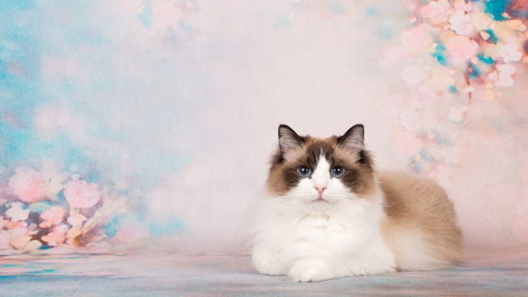 How to Identify a Ragdoll Cat (Without Asking Its Birth Certificate)