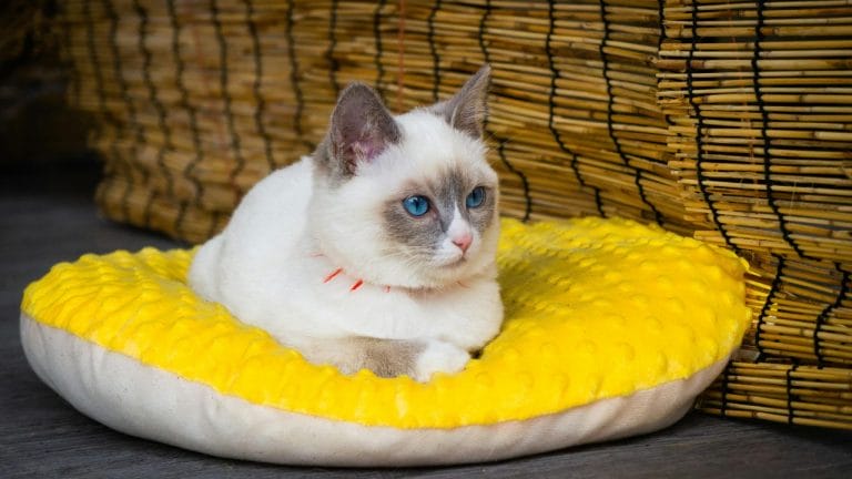 Are Ragdoll Cats Friendly?