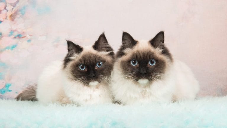 How Big Do Ragdoll Cats Get?