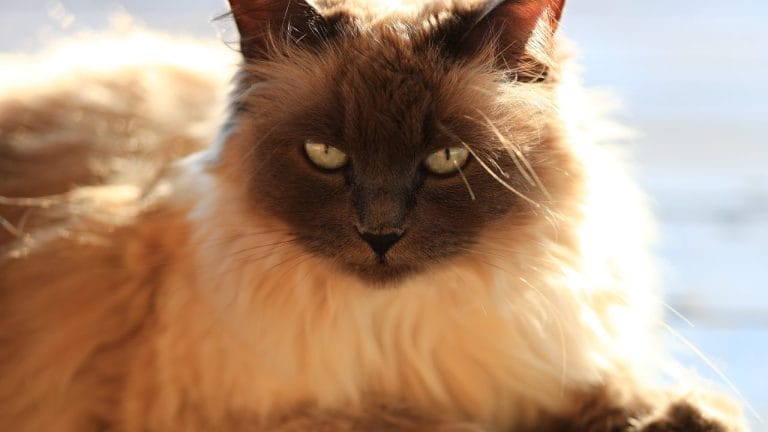 Is a Balinese Cat Hypoallergenic? Let’s Clear the Air (Literally)