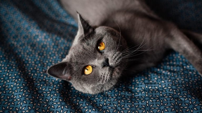 Are British Shorthair Cats Friendly? Let’s Clear the Air