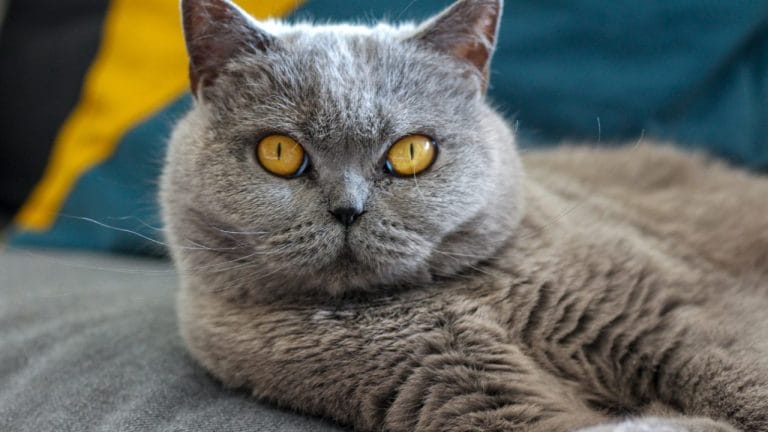 How Long Do British Shorthair Cats Live?