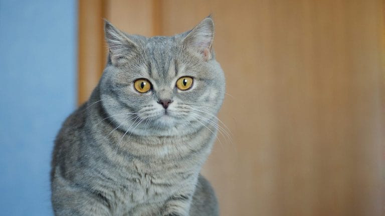 Do British Shorthair Cats Shed?