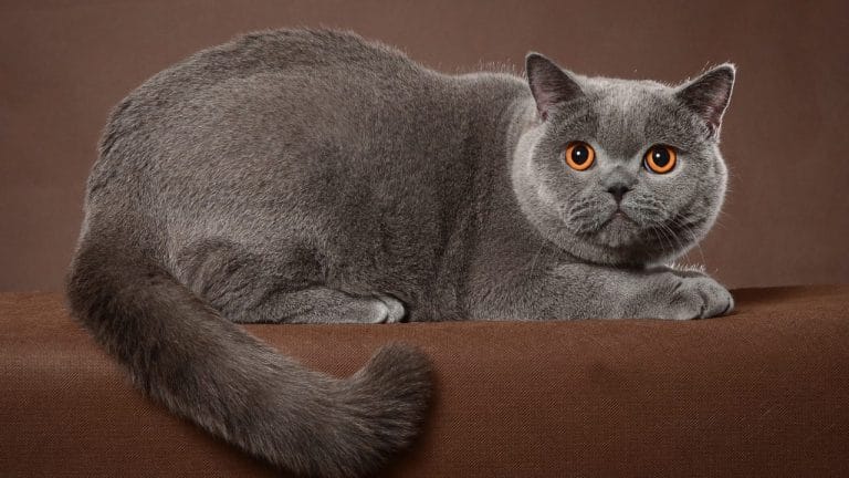 Are British Shorthair Cats Hypoallergenic? Not Quite—But There’s More to It