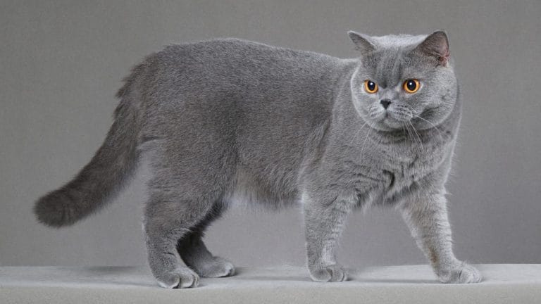 How Much Is a British Shorthair Cat? Let’s Talk Numbers (and Fluff)