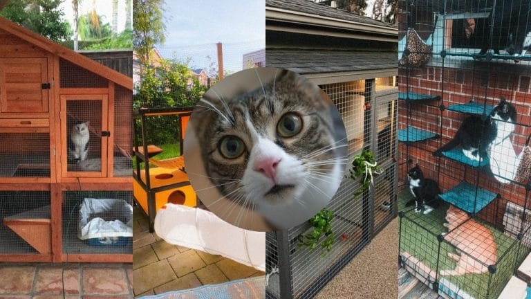 Outdoor Cat Enclosure Ideas: 7 DIY Catios to Keep Your Cat Safe