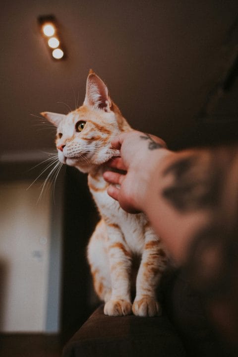 Tattooed hand gently petting a cat on the top of its head, the universal yes-zone for cat petting