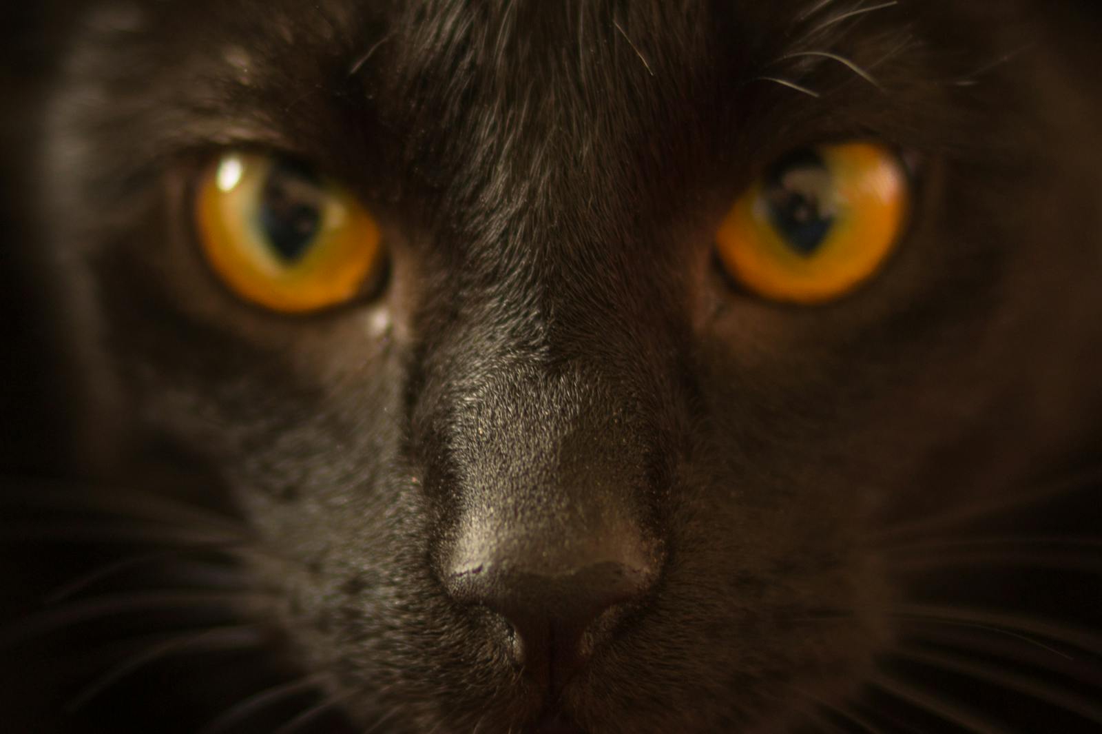 Close-up portrait of a black cat with intense copper-orange eyes staring directly into the camera