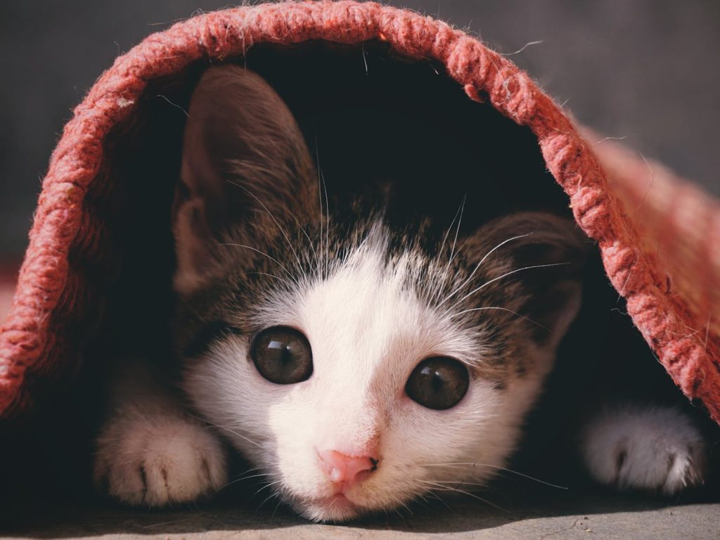 Small black and white kitten peeking out from under a knitted red blanket, looking shy and hiding in a safe spot