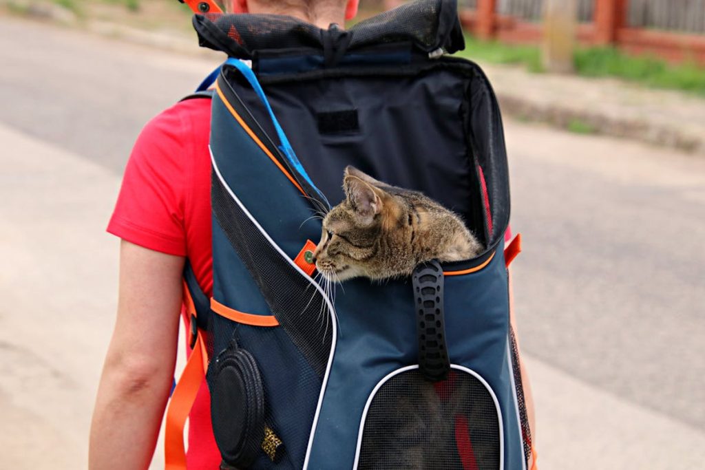 Domestic cat peeking out from a soft-sided backpack carrier worn by an adult walking outdoors