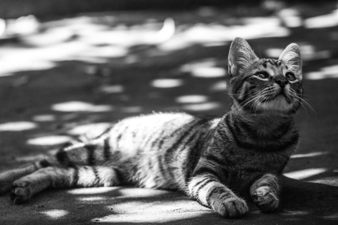 Black cat in bright light showing faint ghost tabby stripes visible through the dark coat