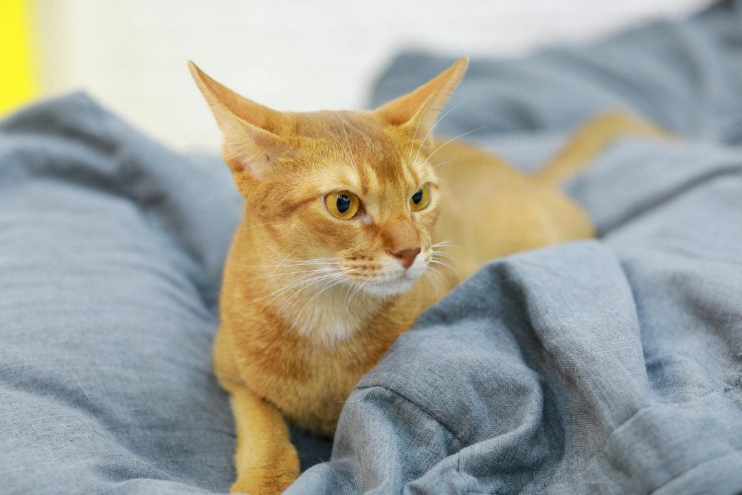 Ticked tabby Abyssinian cat with agouti banded hairs and no visible body stripes