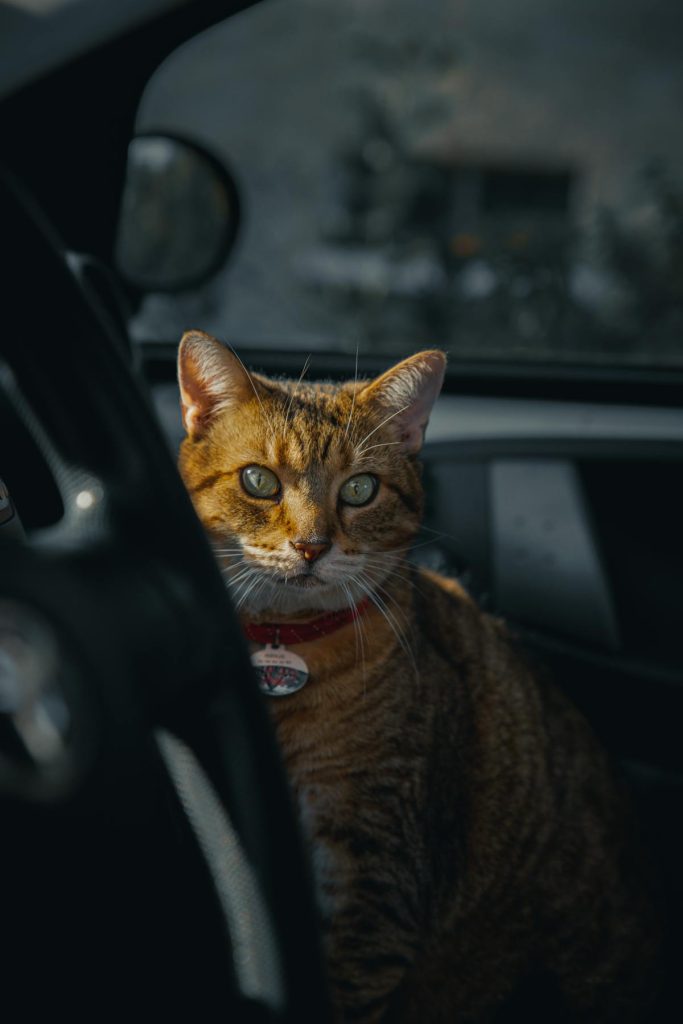 Orange tabby cat sitting inside a car and looking out the window curiously during a road trip