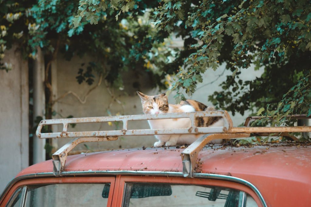 Calico cat sitting on the roof rack of a vintage red car parked under leafy trees, evoking a classic road trip scene