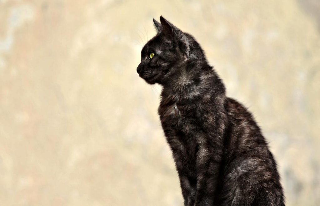 Black cat sitting upright in profile against a warm sand-colored stone wall, looking regal and ancient