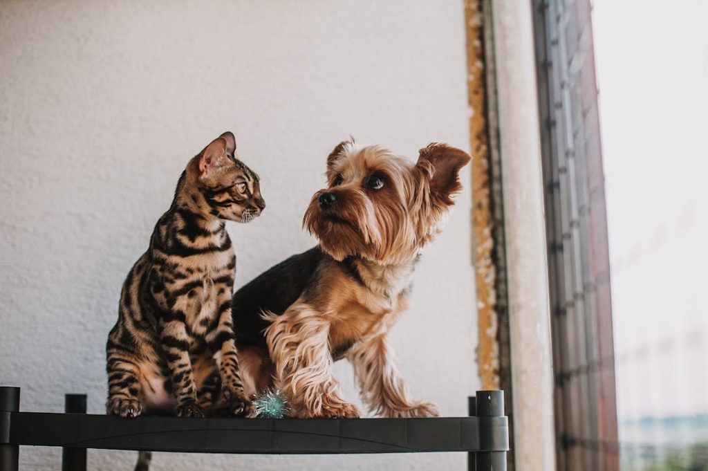 A Bengal cat and Yorkshire Terrier sitting together on a shelf, illustrating a multi-pet household where dogs may raid the litter box