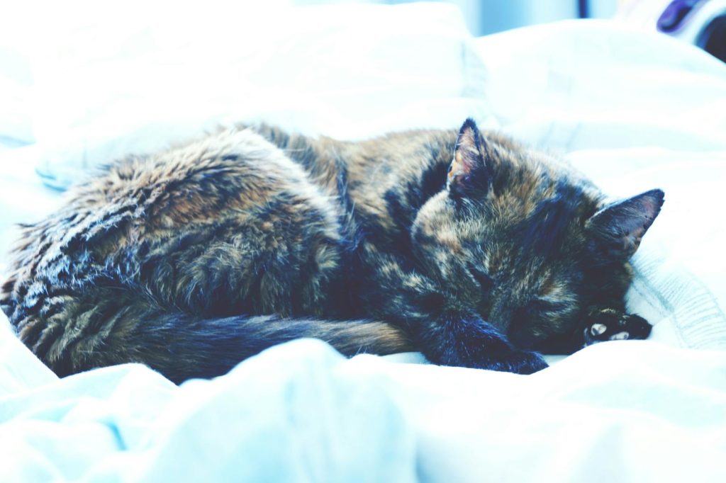 Orange tabby cat curled up sleeping on a blue bed, claiming the mattress as cat property