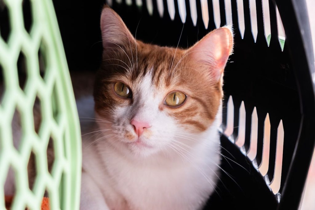 Close-up of an orange and white cat resting calmly inside a pet travel carrier