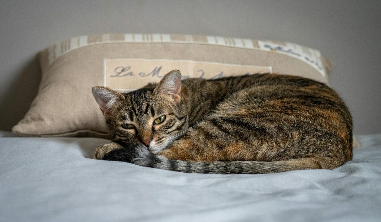 Classic tabby cat with bold swirling whorls and bullseye pattern on its sides