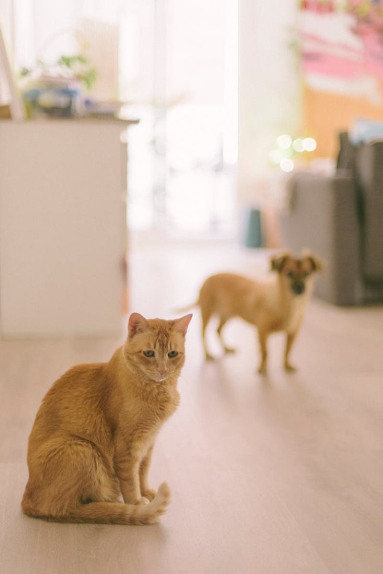 A cat and dog indoors in a cozy warm home, illustrating a multi-pet household where dog-proofing the litter box matters