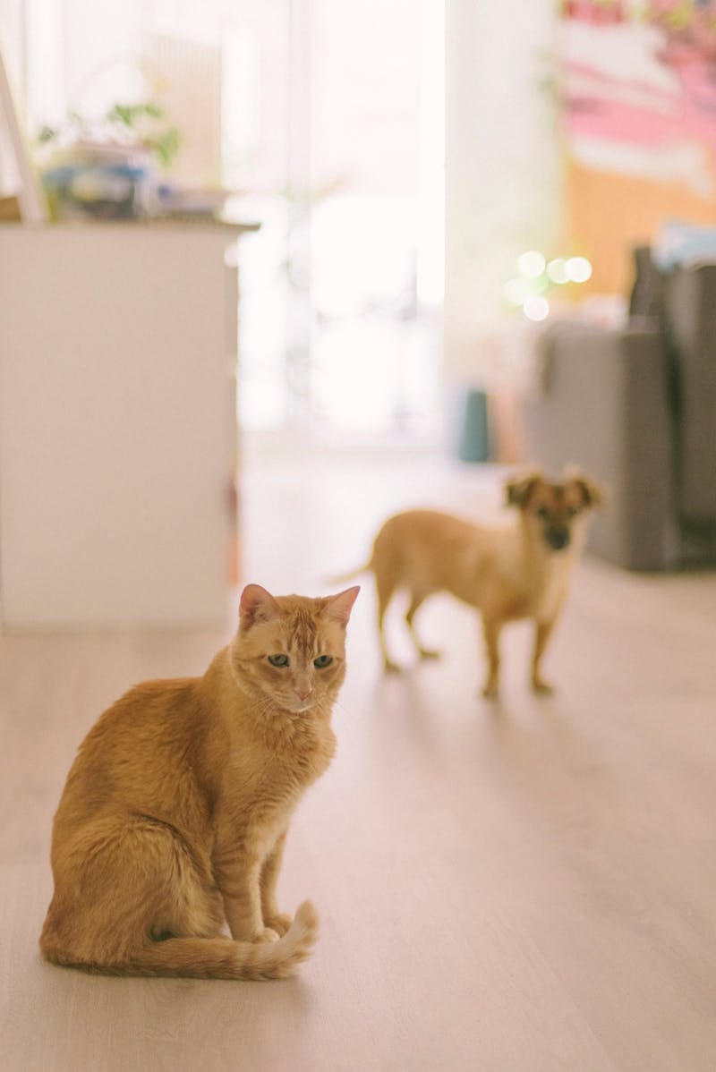 A cat and dog indoors in a cozy warm home, illustrating a multi-pet household where dog-proofing the litter box matters