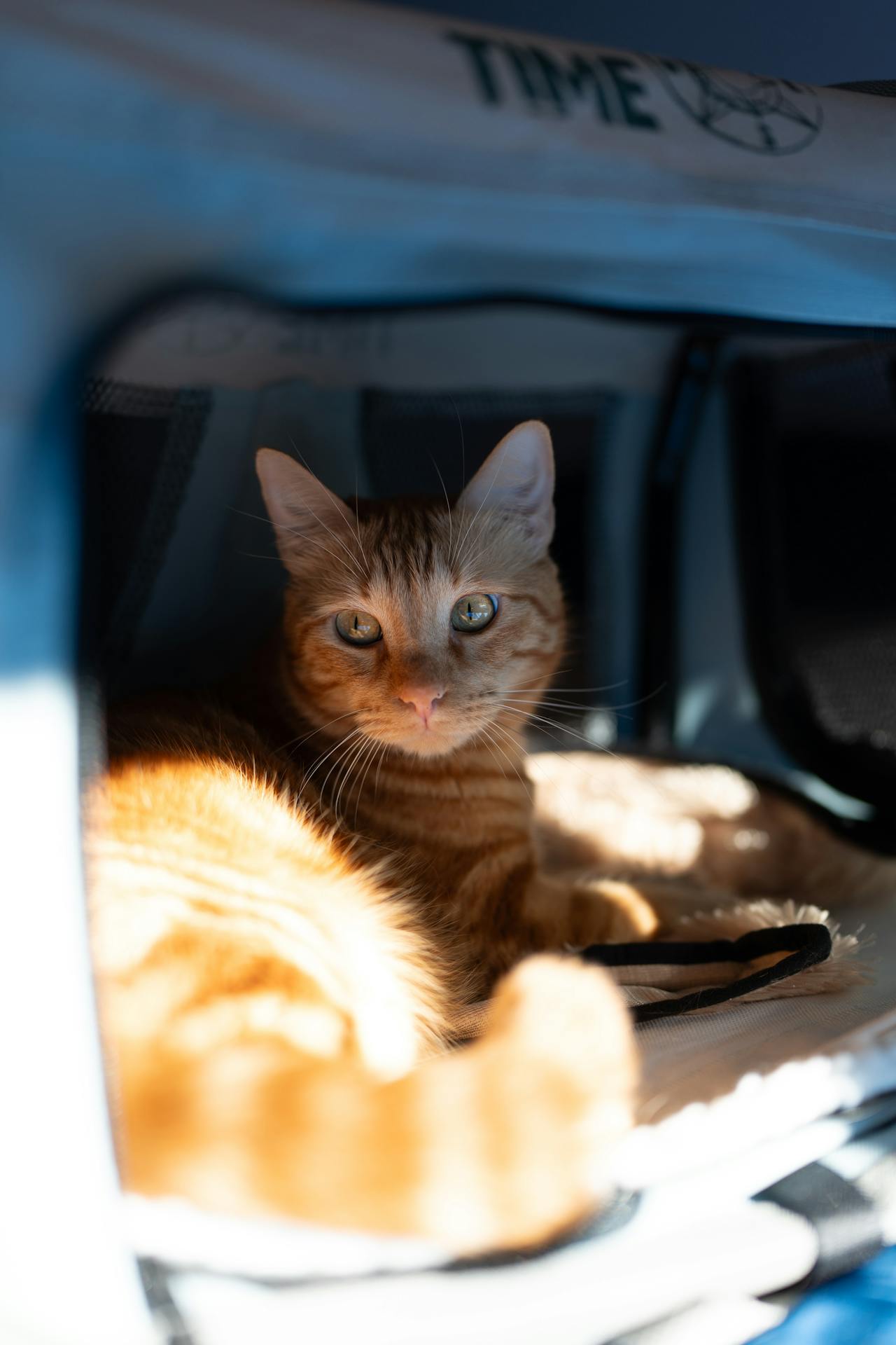 Orange tabby cat lying calmly inside a soft-sided pet carrier with warm sunlight streaming in, ready for a road trip