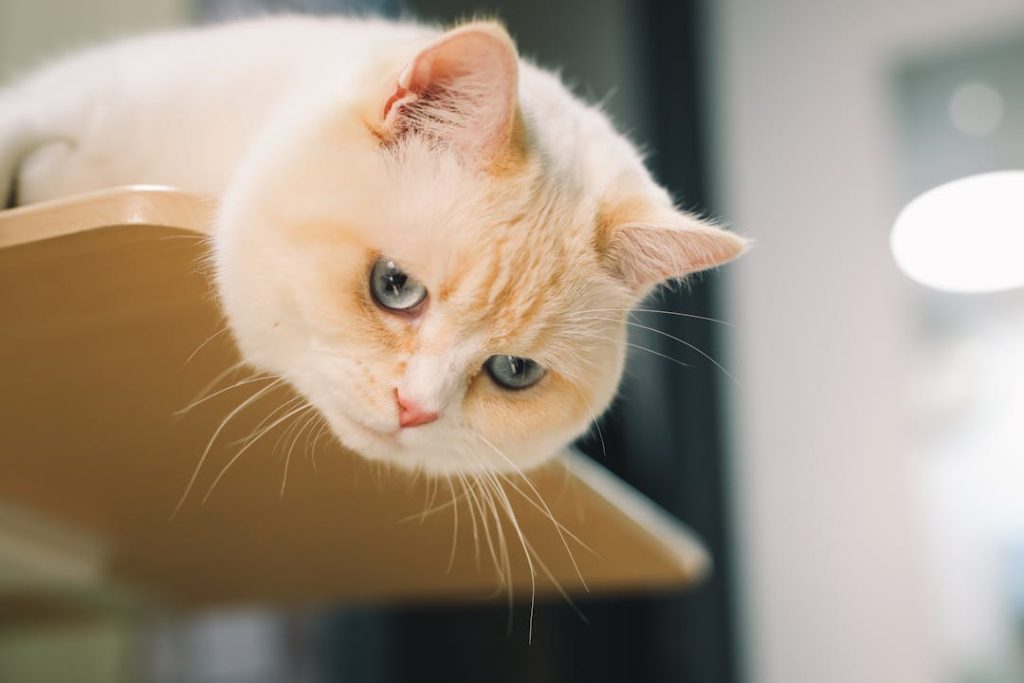 Ginger cat resting on a tall wooden shelf, demonstrating how cats easily reach an elevated litter box station that dogs cannot