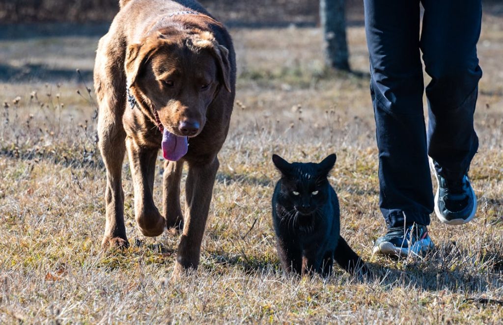 A dog and cat walking together in a sunny field, representing peaceful multi-pet coexistence after dog-proofing the litter box