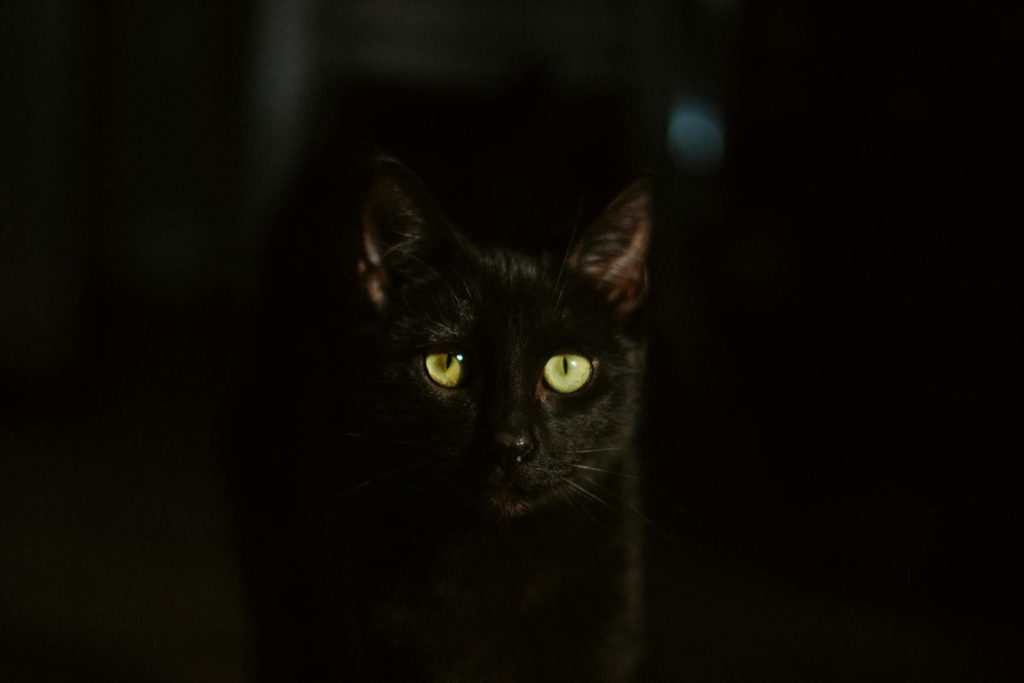 Black cat emerging from deep shadow with glowing yellow-green eyes, looking like a miniature black panther