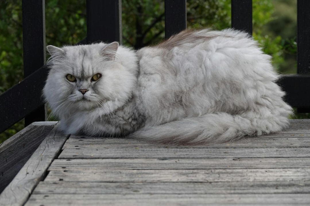 Chinchilla Persian cat with sparkling silver coat from light tipping on white hair
