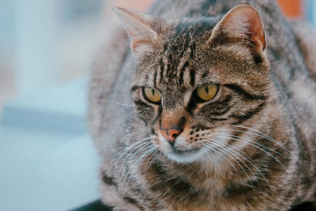 Mackerel tabby cat showing narrow parallel vertical stripes on its coat