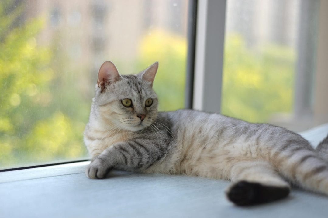 Smoke cat with dark color on hair tips and pale white undercoat at the roots