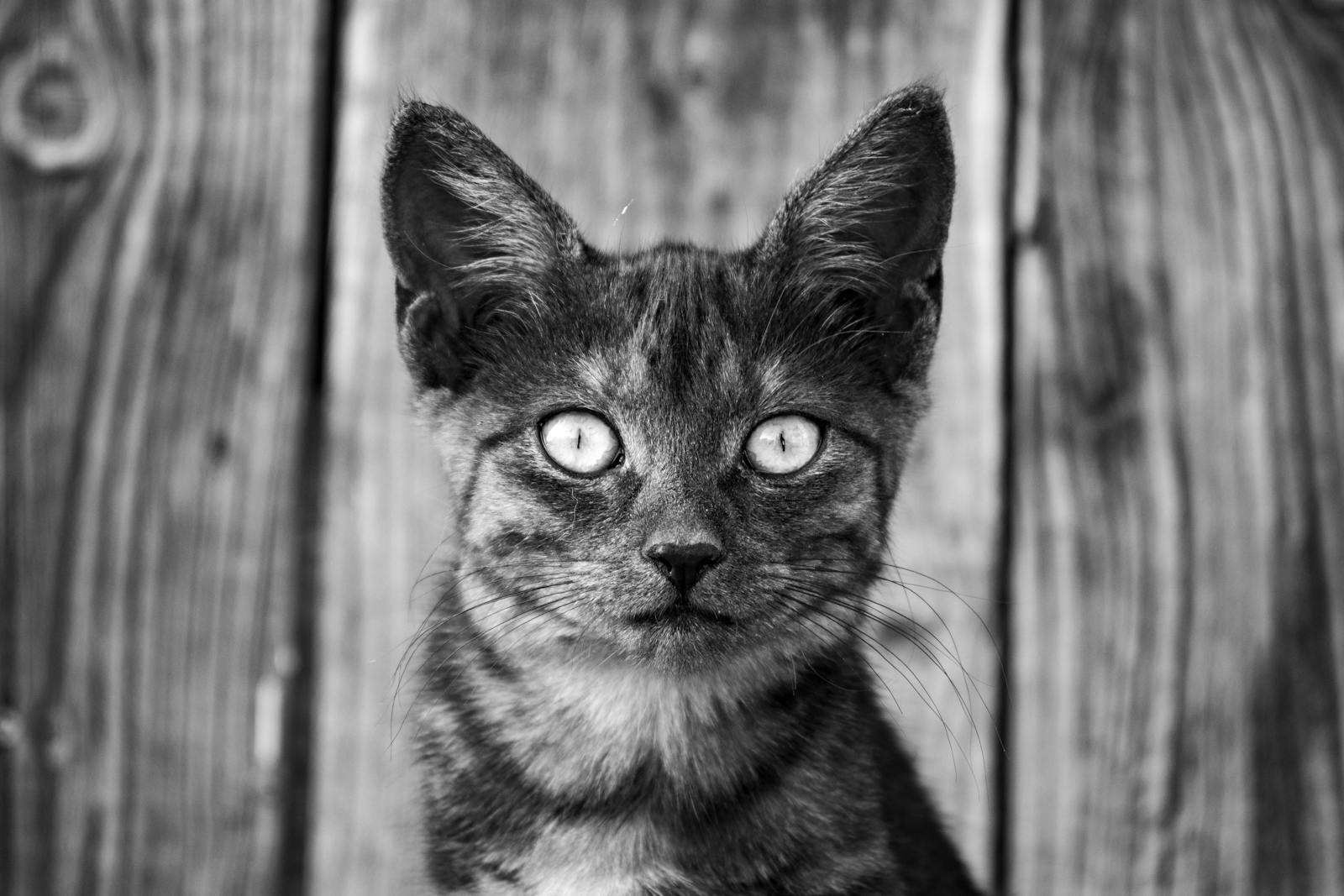 Cat staring directly into camera with wide pale eyes, the look of a small dictator enforcing the rulebook