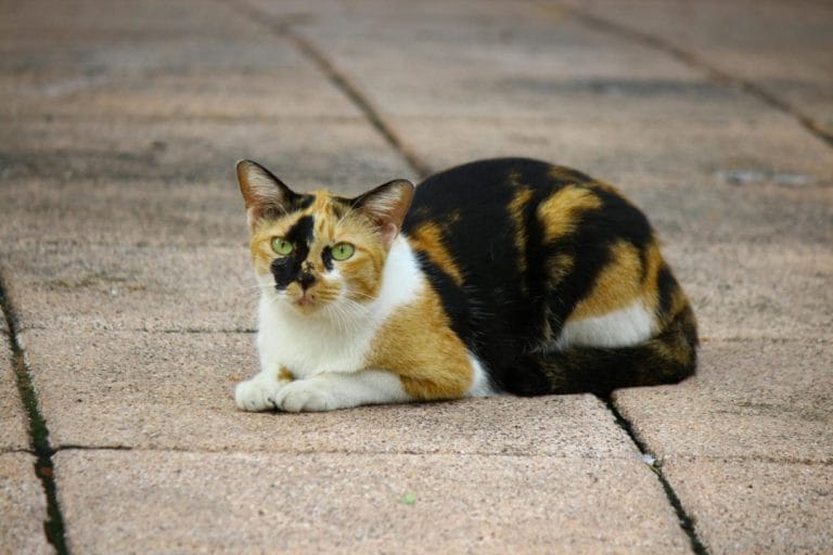 Calico cat with distinct patches of black, orange, and white