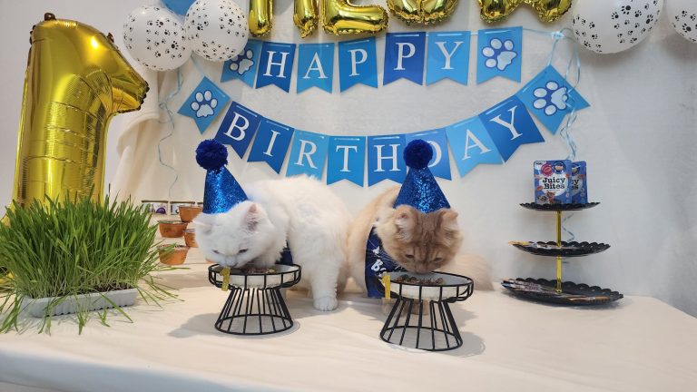 Two cats in party hats sitting at a birthday celebration with festive decorations and a small cake