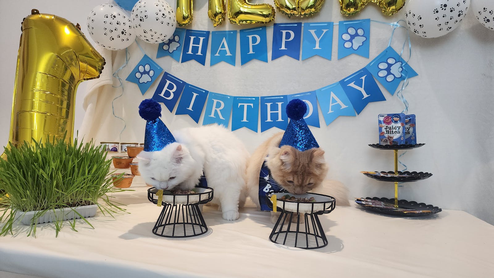 Two cats in party hats sitting at a birthday celebration with festive decorations and a small cake